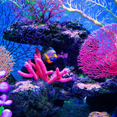CORAL REEF
