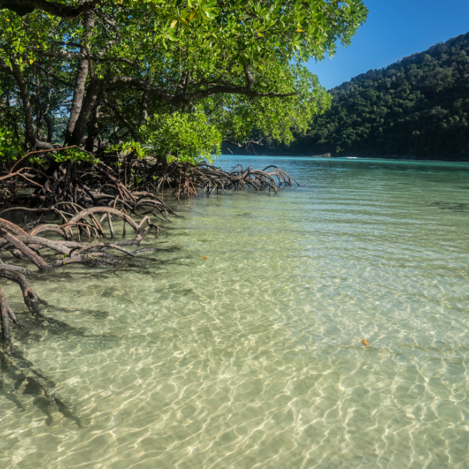 LAGOON