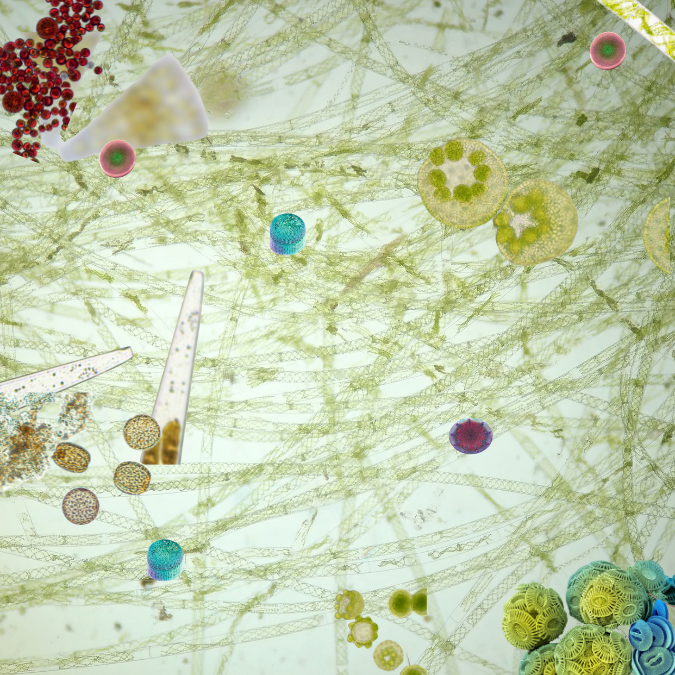 phytoplankton