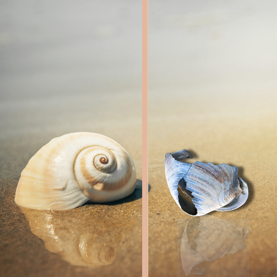 Photo: SHELLS