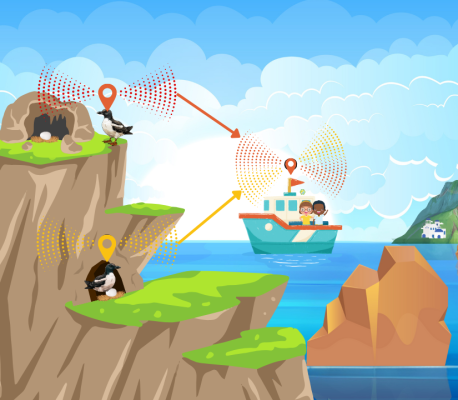 Illustration: Shearwaters