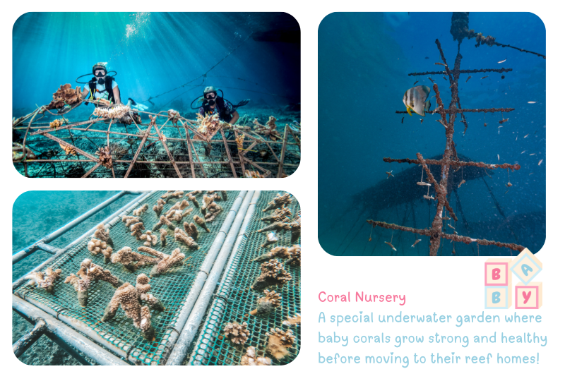 Blog CoralreefNursery