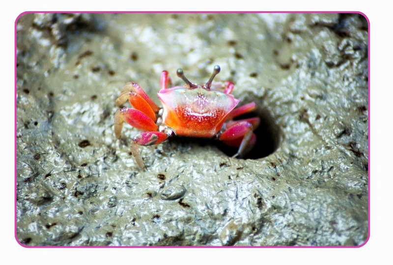 Photo:  Fiddler Crab