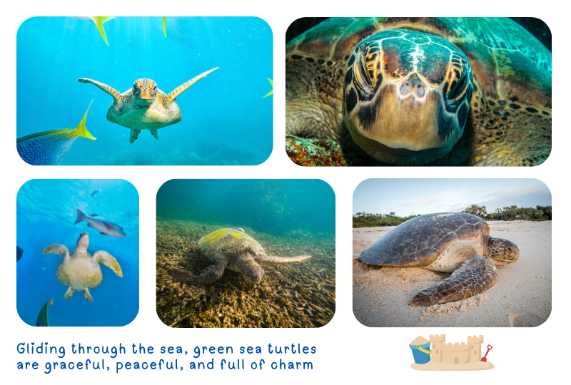 Blog GreenTurtle 1