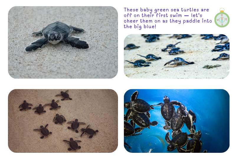 Blog GreenTurtle Hatch