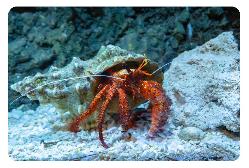 Blog Hermit crab01