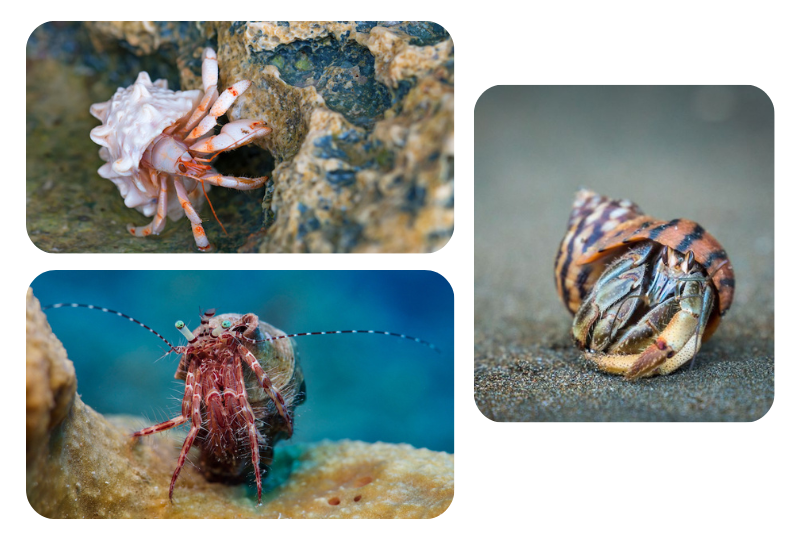 Blog Hermit crab02