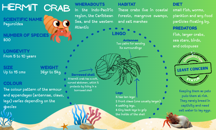 Blog Hermitinfographic