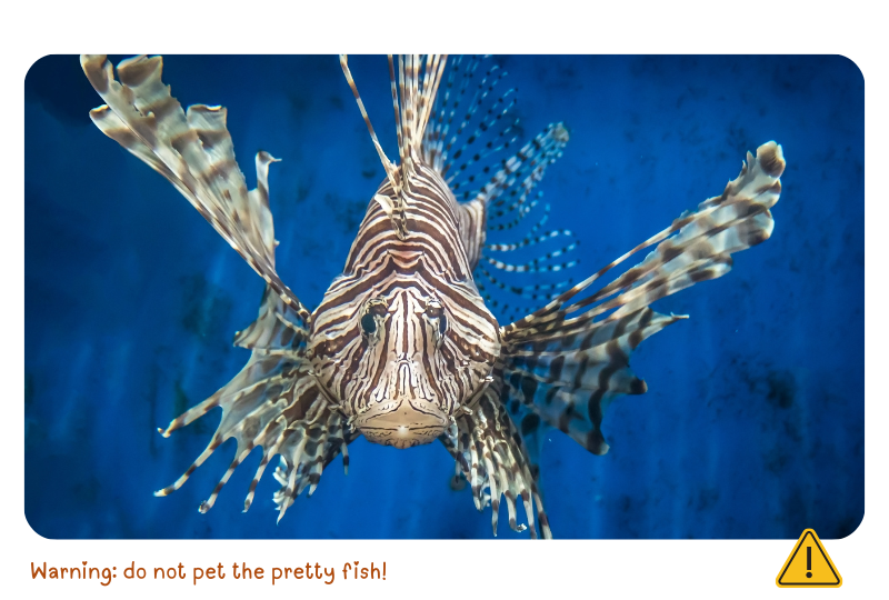 Blog LionFishfront