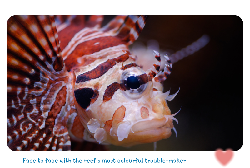 Blog LionFishfront 2