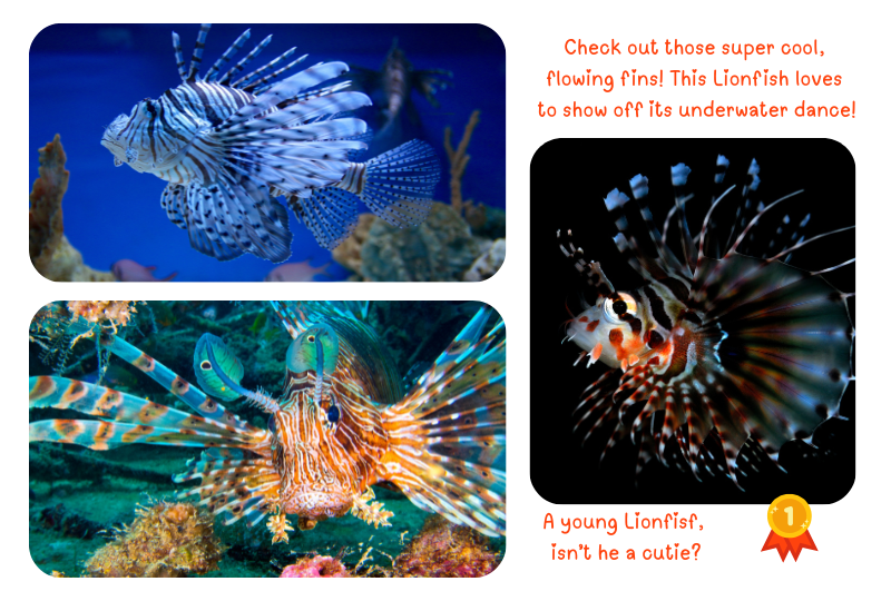 Blog LionFishx3
