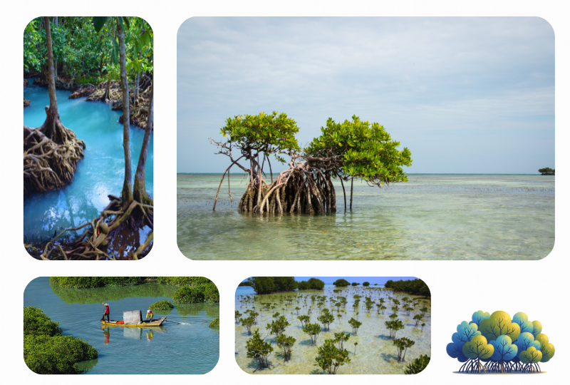 Photo: Mangrove
