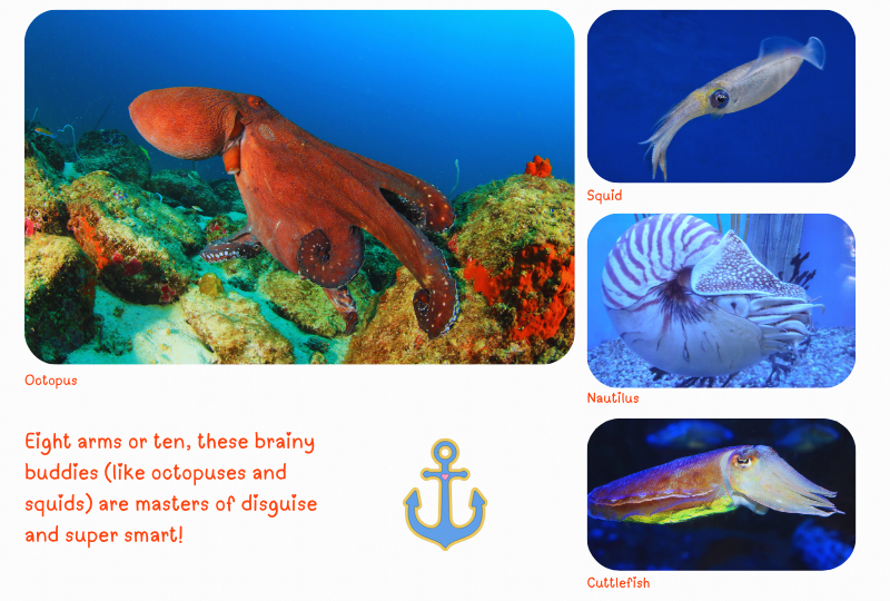 Blog Marinelife Cephalopods