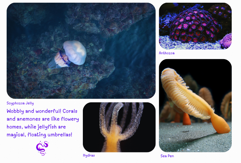 Blog Marinelife Cnidarians