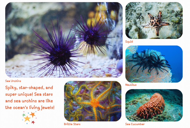 Blog Marinelife Echinoderm