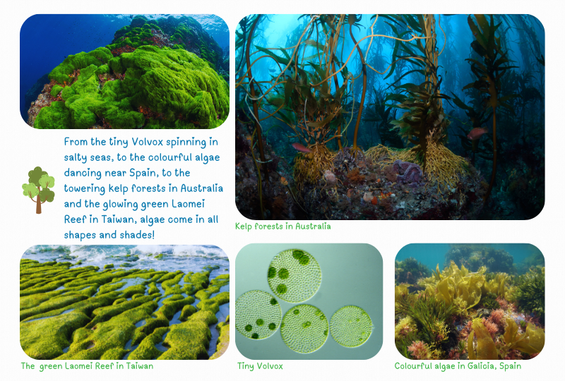Blog Marinelife algae