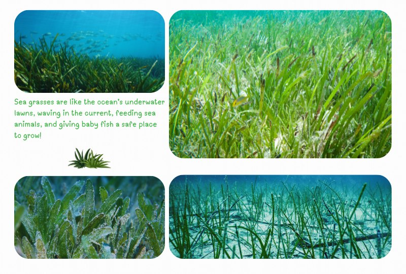 Blog Marinelife grass