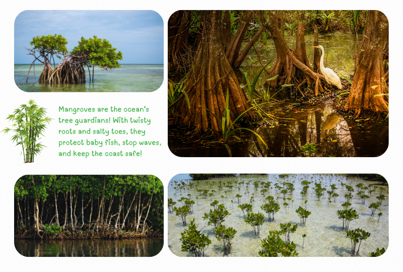 Blog Marinelife mangrove