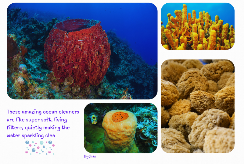 Blog Marinelife sponges