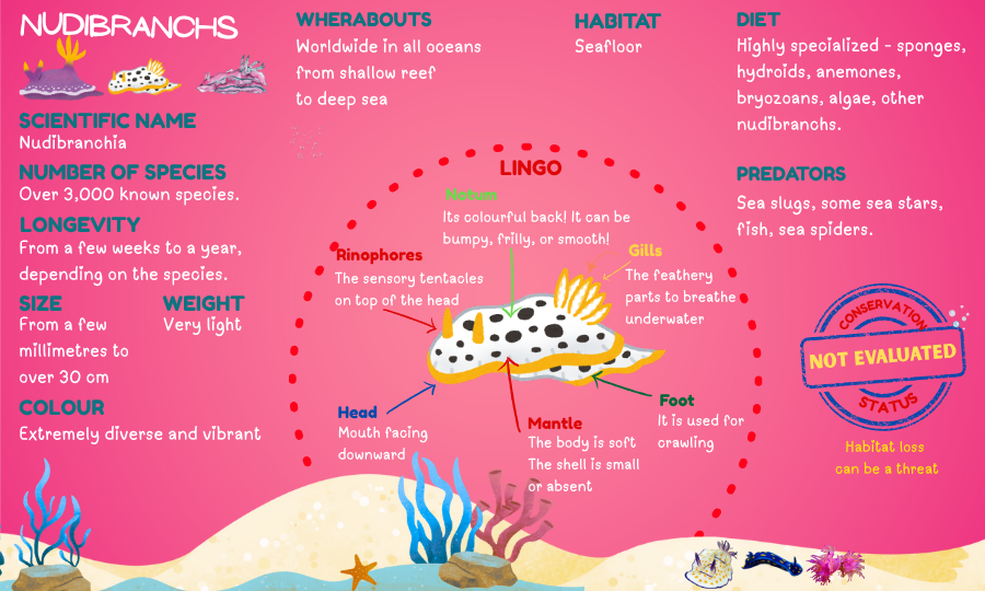 Blog Nudibranchsinfo