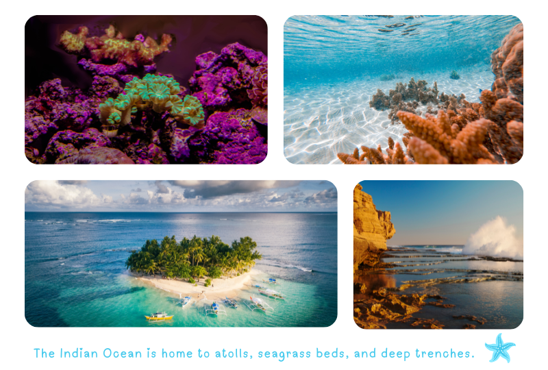 Blog Oceon Indian1