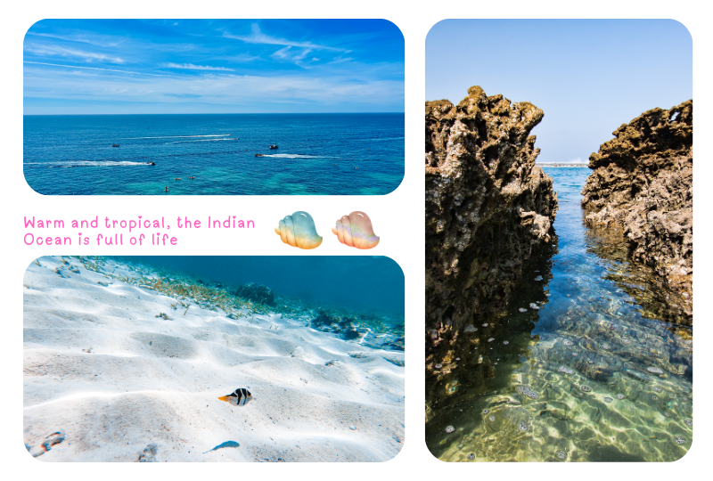 Blog Oceon Indian2