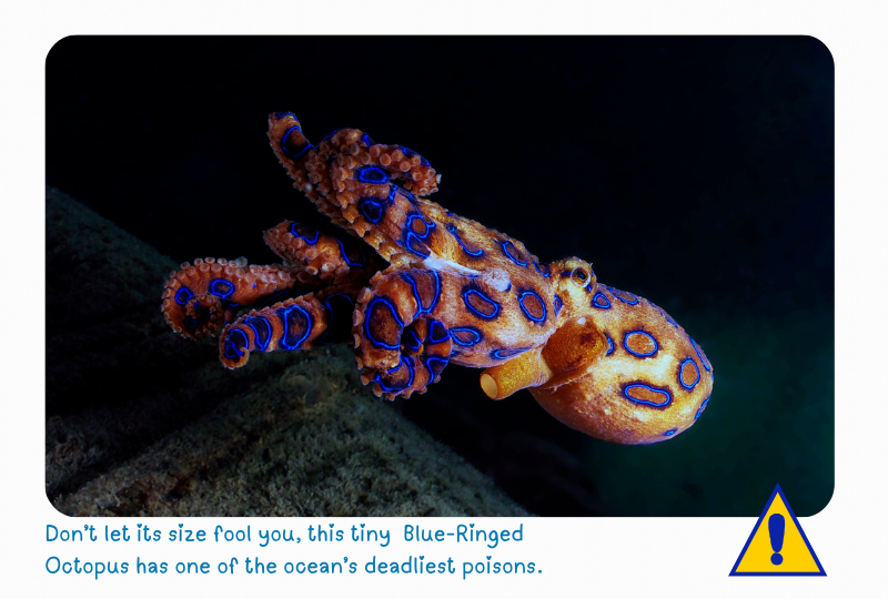 Blog OctopusBlue