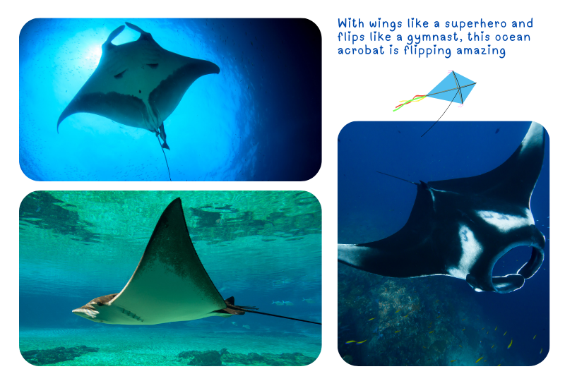 Blog Ray Manta