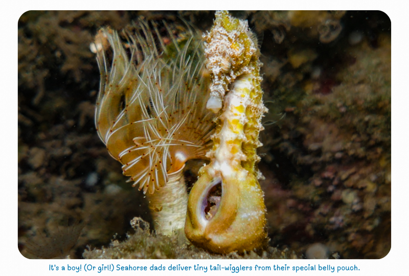 Blog Seahorse3