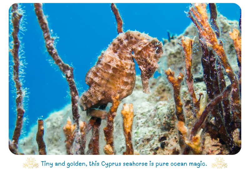 Blog SeahorseGold