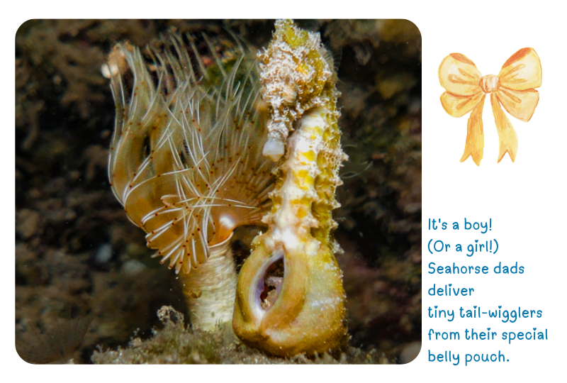 Blog Seahorse pouch
