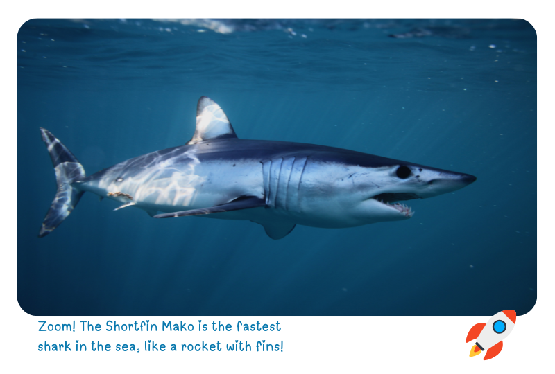 Blog Shark MakoS