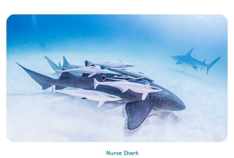 Blog Shark Nurse