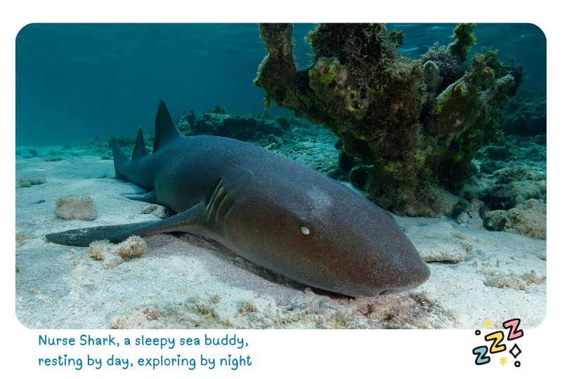 Blog Shark NurseS