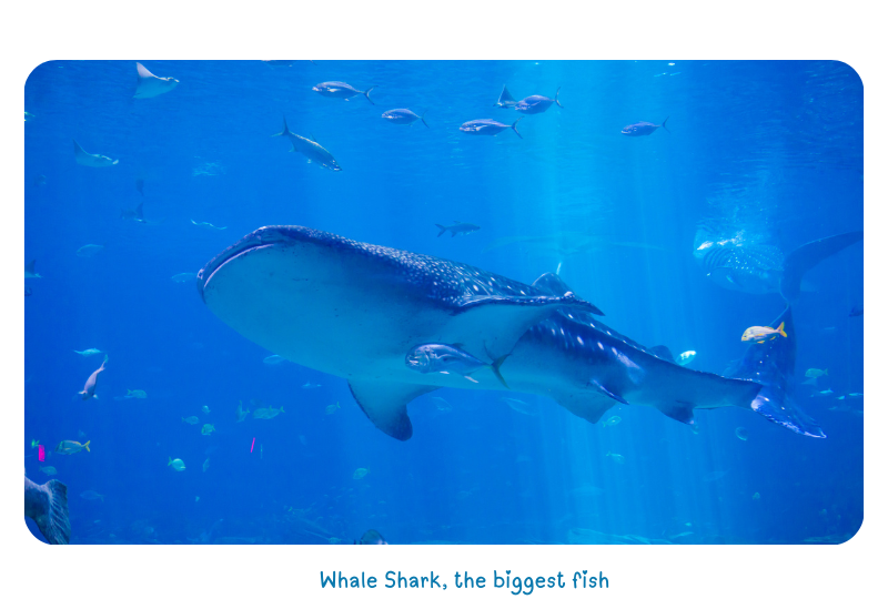 Blog Shark Whale