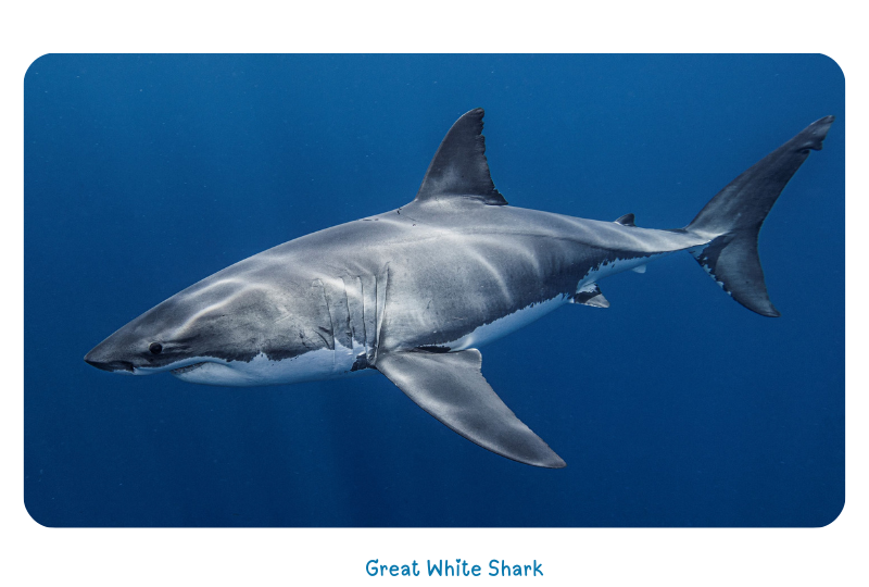 Blog Shark White