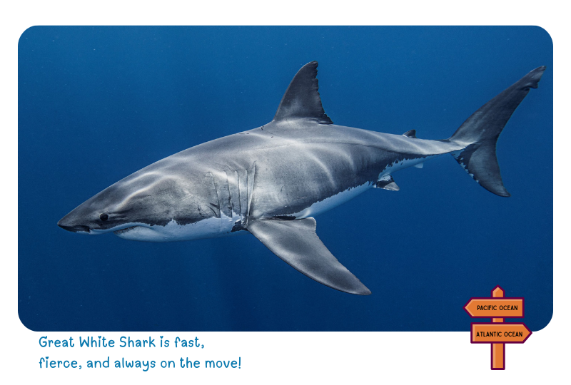 Blog Shark WhiteS