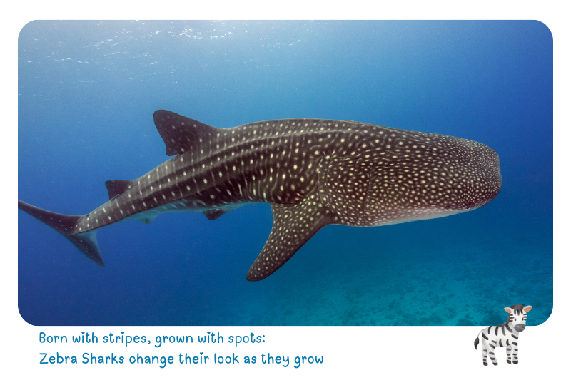 Blog Shark ZebraS