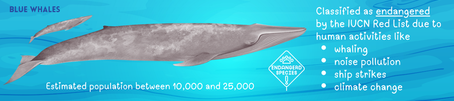 Blog Whales Endangered