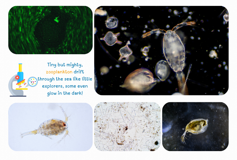 Blog plankton zoo