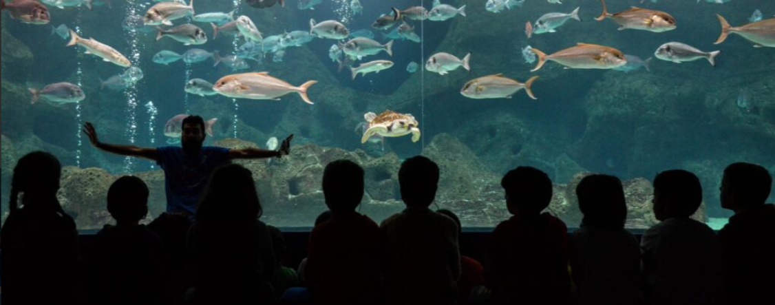 Children looking at an aquarium full of fish