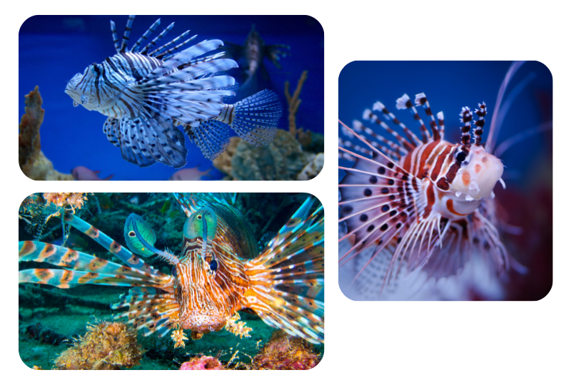 Blog LionFish3