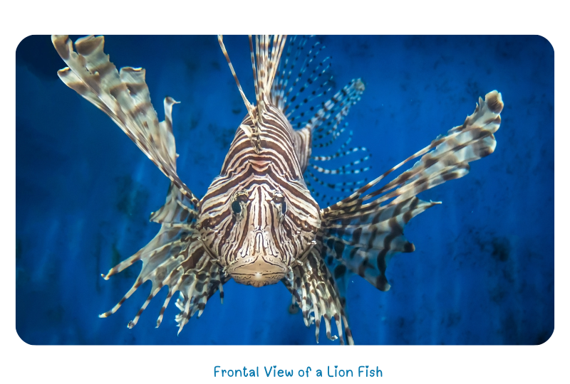 Blog LionFishfront