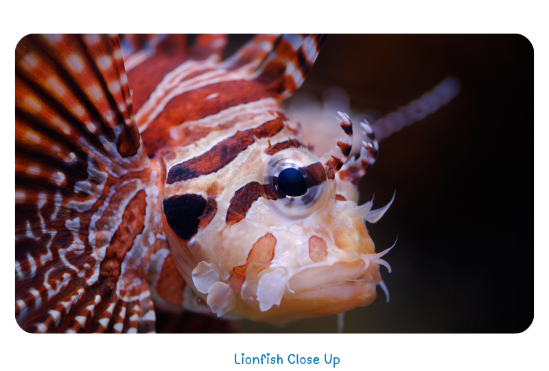 Blog LionFishfront 2