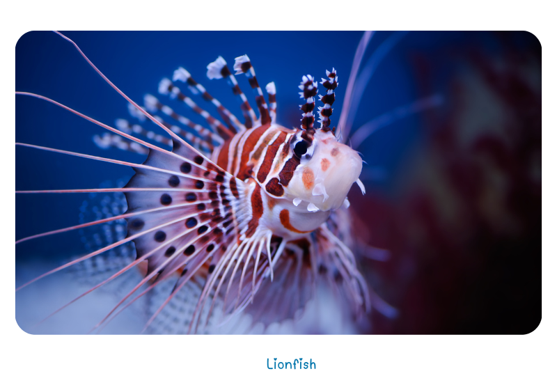 Blog LionFishred