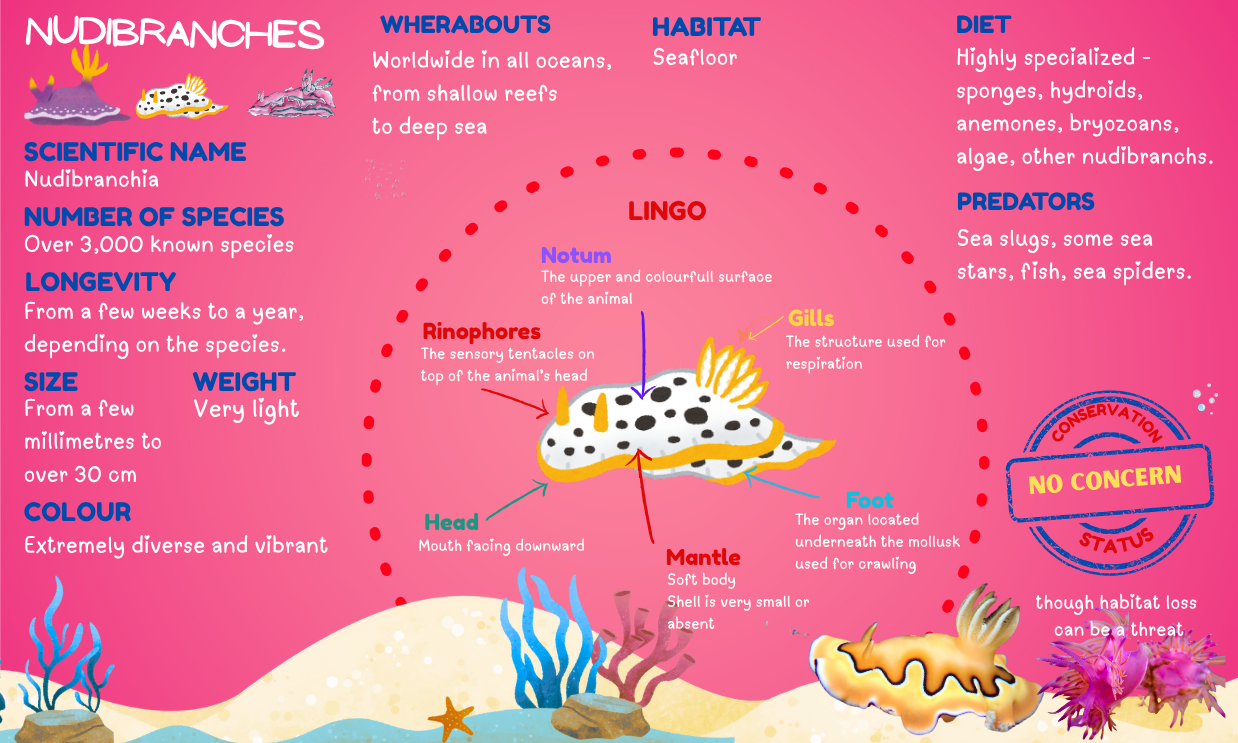 Blog Nudibranchesinfo